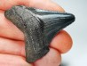 Dent de requin: Carcharodon megalodon, Miocène (USA)