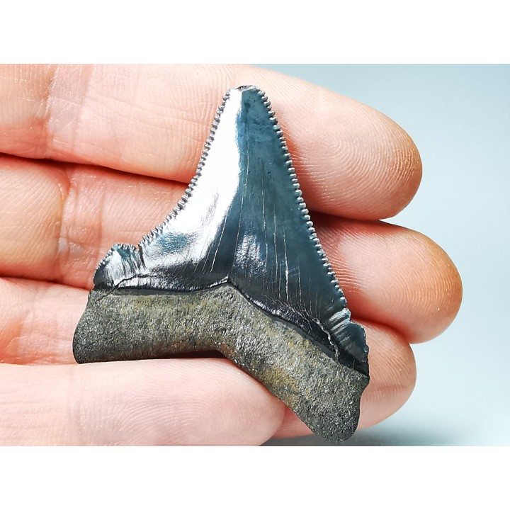shark teeth: Carcharodon megalodon - Miocene (USA)