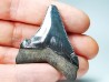 shark teeth: Carcharodon megalodon - Miocene (USA)