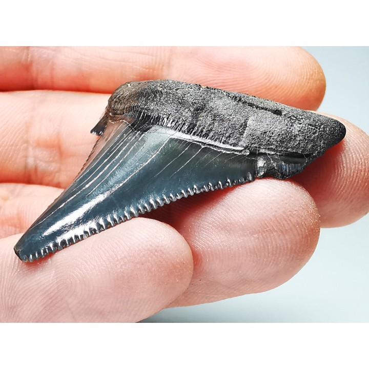 Dent de requin: Carcharodon megalodon, Miocène (USA)