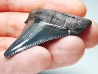 Dent de requin: Carcharodon megalodon, Miocène (USA)