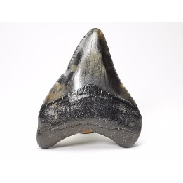 Dent de requin: Carcharodon megalodon, Miocène (USA)