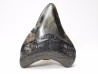 shark teeth: Carcharodon megalodon - Miocene (USA)