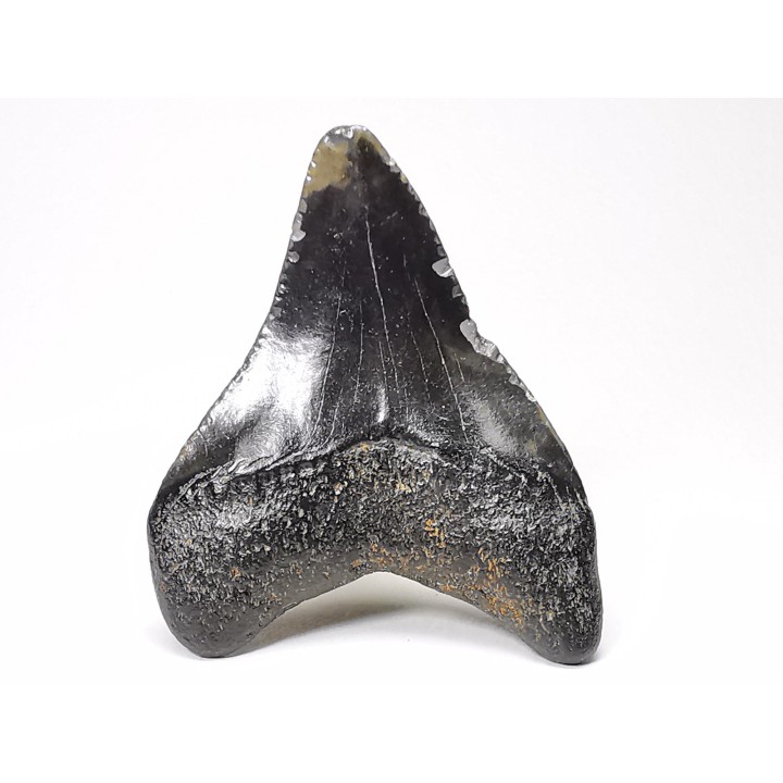 Dent de requin: Carcharodon megalodon, Miocène (USA)