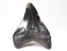 shark teeth: Carcharodon megalodon - Miocene (USA)