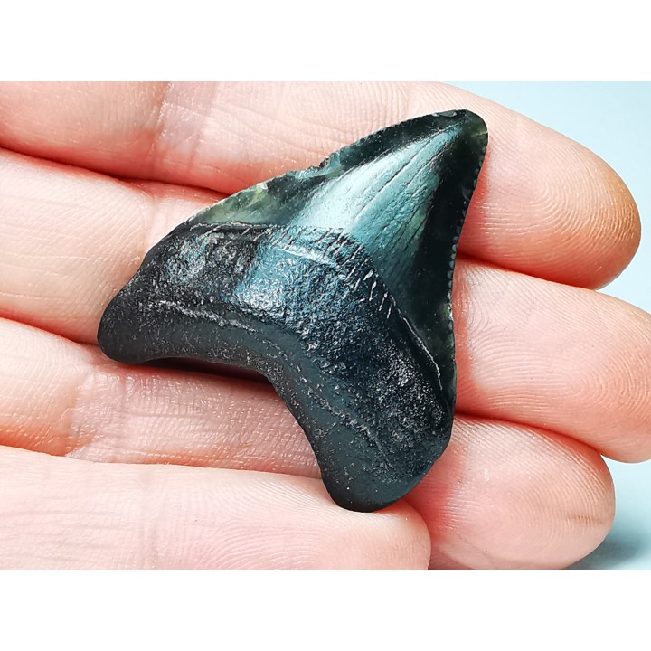 shark teeth: Carcharodon megalodon - Miocene (USA)