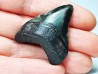 shark teeth: Carcharodon megalodon - Miocene (USA)