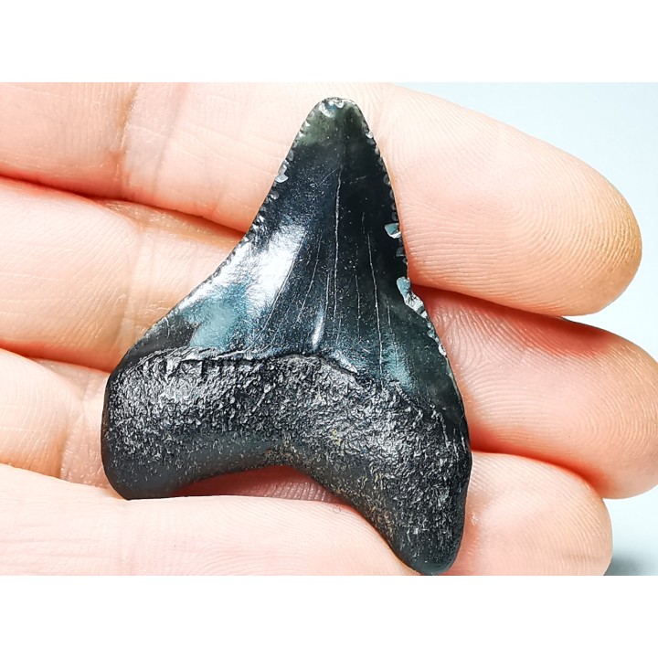 shark teeth: Carcharodon megalodon - Miocene (USA)