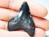 shark teeth: Carcharodon megalodon - Miocene (USA)