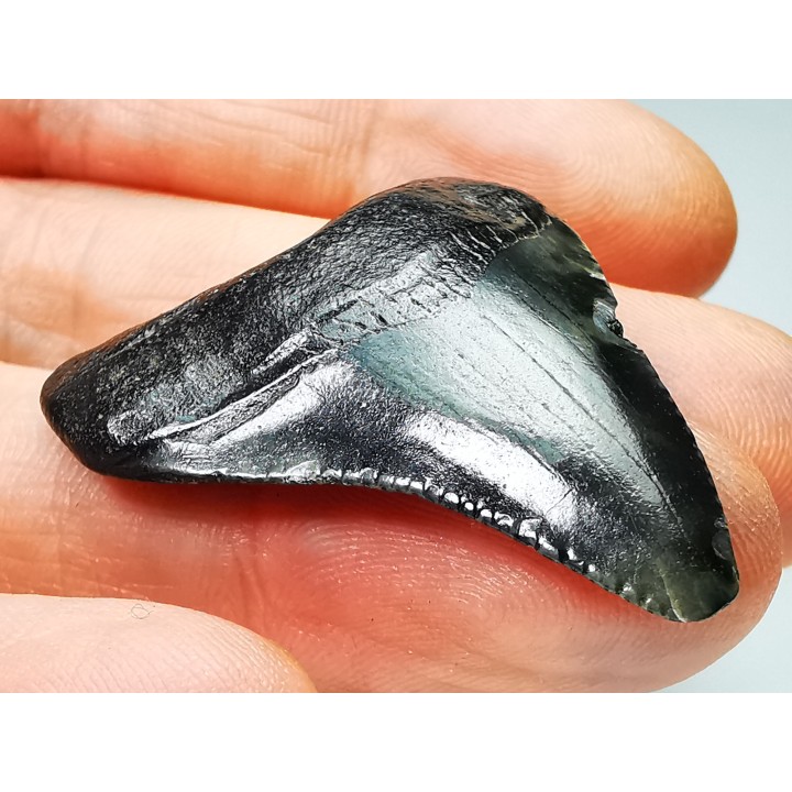 shark teeth: Carcharodon megalodon - Miocene (USA)