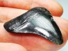 shark teeth: Carcharodon megalodon - Miocene (USA)