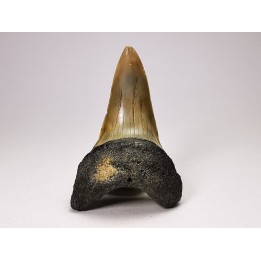 shark tooth: ISURUS RETROFLEXUS,  Miocene, Belgium