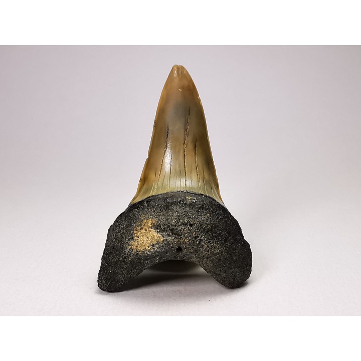 shark tooth: ISURUS RETROFLEXUS,  Miocene, Belgium