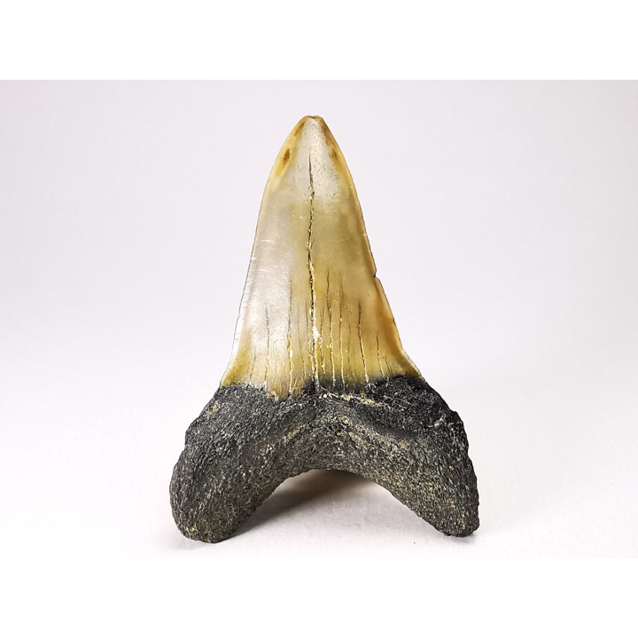 shark tooth: ISURUS RETROFLEXUS,  Miocene, Belgium