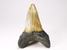 shark tooth: ISURUS RETROFLEXUS,  Miocene, Belgium