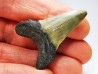 dent de requin: ISURUS RETROFLEXUS - Miocène - Belgique