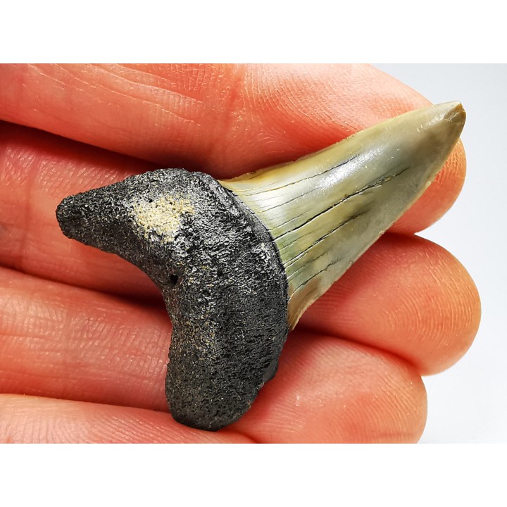 shark tooth: ISURUS RETROFLEXUS,  Miocene, Belgium