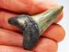 shark tooth: ISURUS RETROFLEXUS,  Miocene, Belgium