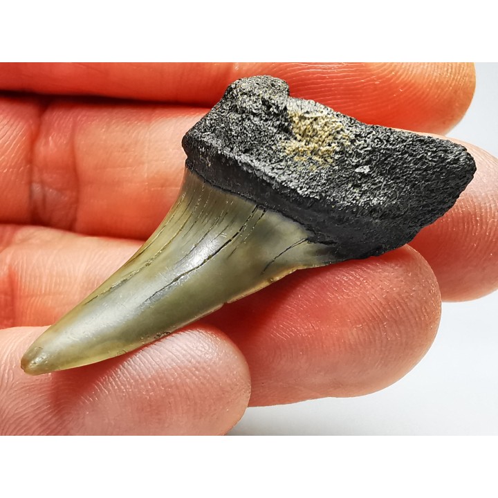 shark tooth: ISURUS RETROFLEXUS,  Miocene, Belgium