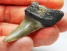 shark tooth: ISURUS RETROFLEXUS,  Miocene, Belgium