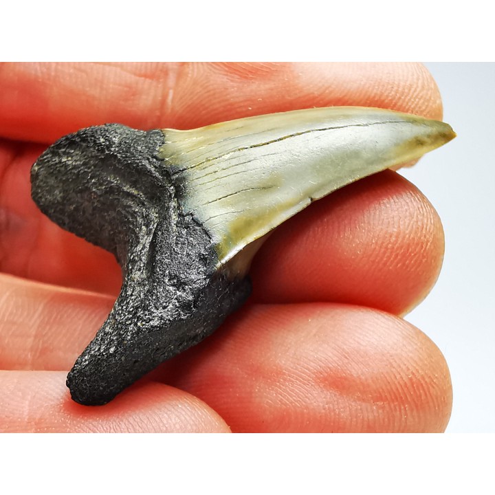 shark tooth: ISURUS RETROFLEXUS,  Miocene, Belgium