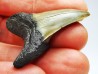shark tooth: ISURUS RETROFLEXUS,  Miocene, Belgium