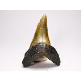 shark tooth: ISURUS RETROFLEXUS,  Miocene, Belgium