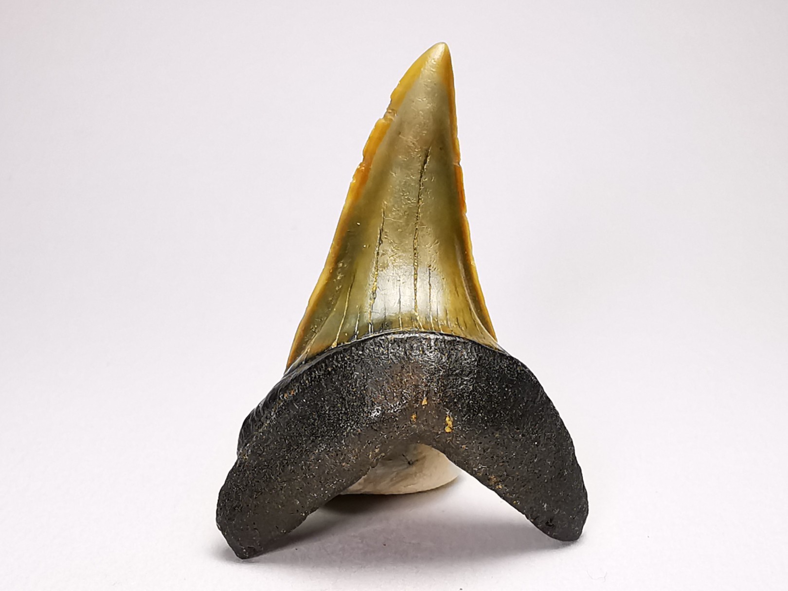 dent de requin: ISURUS RETROFLEXUS - Miocène - Belgique