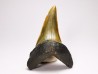 shark tooth: ISURUS RETROFLEXUS,  Miocene, Belgium