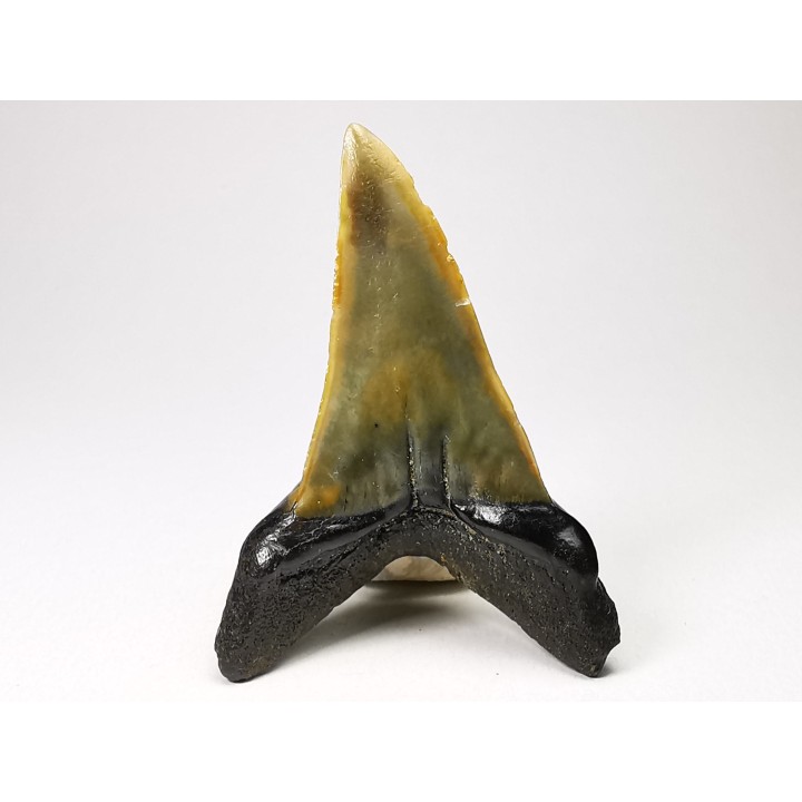 shark tooth: ISURUS RETROFLEXUS,  Miocene, Belgium