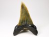 shark tooth: ISURUS RETROFLEXUS,  Miocene, Belgium