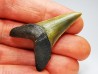 dent de requin: ISURUS RETROFLEXUS - Miocène - Belgique