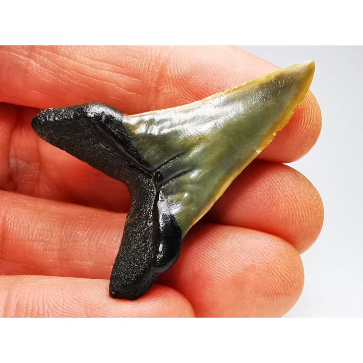 dent de requin: ISURUS RETROFLEXUS - Miocène - Belgique