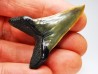 shark tooth: ISURUS RETROFLEXUS,  Miocene, Belgium