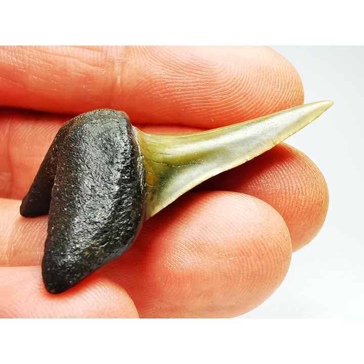 shark tooth: ISURUS RETROFLEXUS,  Miocene, Belgium