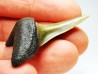 shark tooth: ISURUS RETROFLEXUS,  Miocene, Belgium