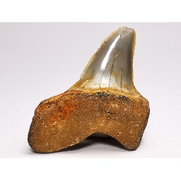 shark tooth: ISURUS RETROFLEXUS,  Miocene, Belgium