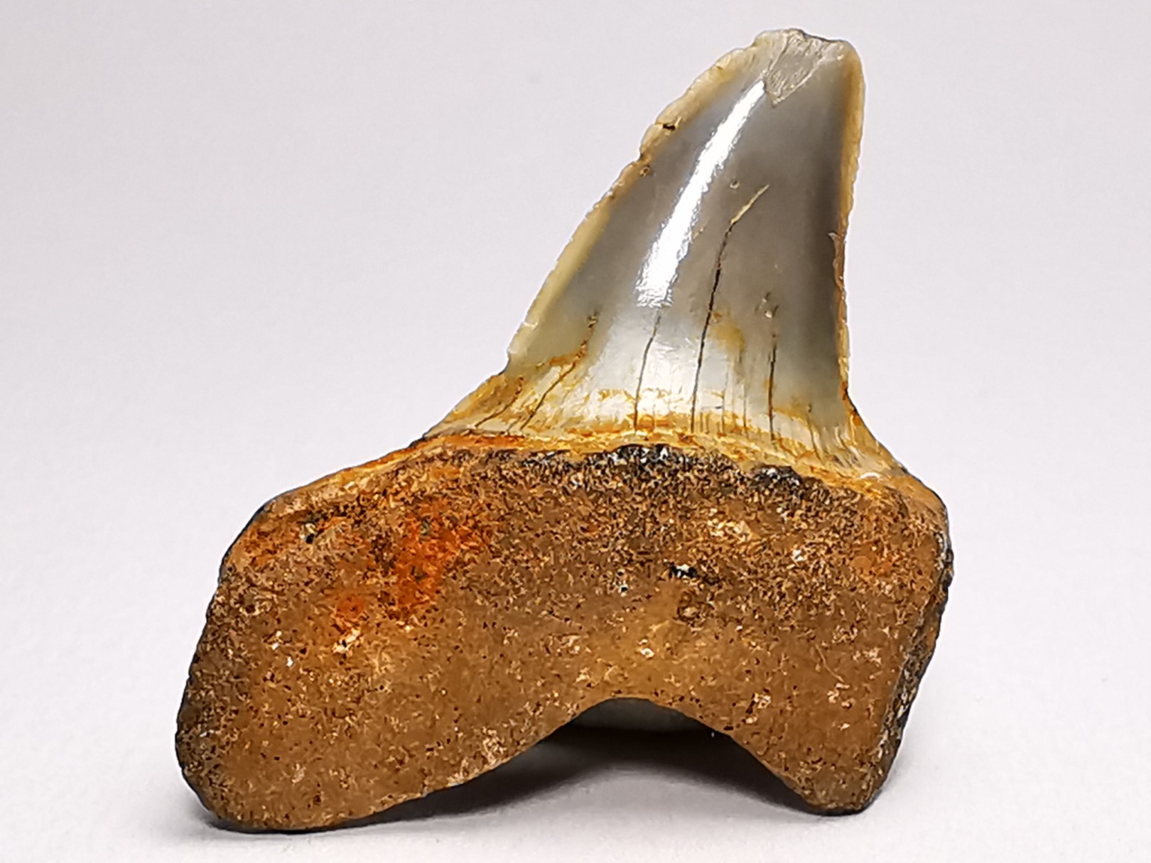 shark tooth: ISURUS RETROFLEXUS, Miocene, Belgium