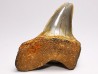 shark tooth: ISURUS RETROFLEXUS, Miocene, Belgium