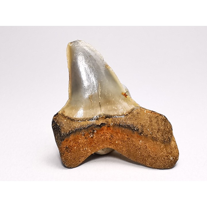 shark tooth: ISURUS RETROFLEXUS,  Miocene, Belgium
