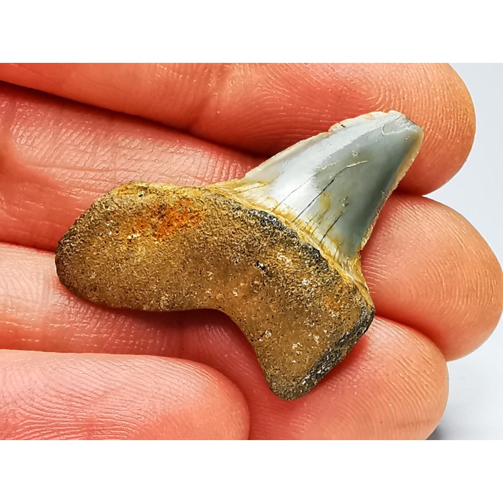 shark tooth: ISURUS RETROFLEXUS,  Miocene, Belgium