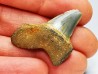dent de requin: ISURUS RETROFLEXUS - Miocène - Belgique