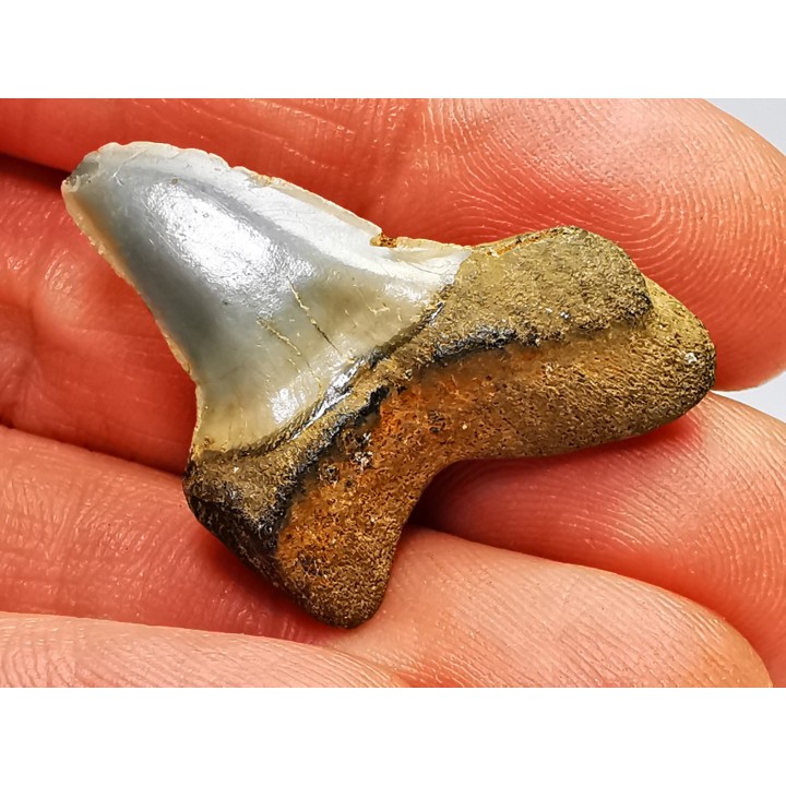 dent de requin: ISURUS RETROFLEXUS - Miocène - Belgique