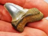 dent de requin: ISURUS RETROFLEXUS - Miocène - Belgique