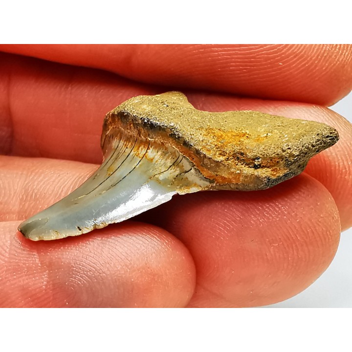 dent de requin: ISURUS RETROFLEXUS - Miocène - Belgique