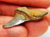 dent de requin: ISURUS RETROFLEXUS - Miocène - Belgique