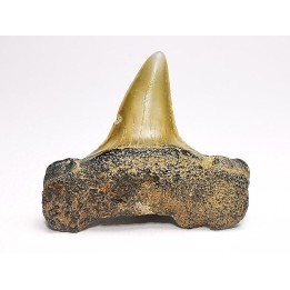 dent de requin: ISURUS RETROFLEXUS - Miocène - Belgique
