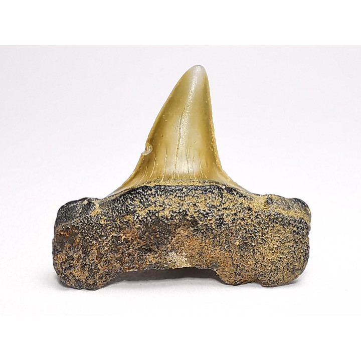 dent de requin: ISURUS RETROFLEXUS - Miocène - Belgique