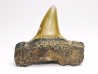 shark tooth: ISURUS RETROFLEXUS,  Miocene, Belgium