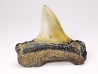 shark tooth: ISURUS RETROFLEXUS,  Miocene, Belgium